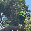 Anderson Tree Care Specialists - Tree Service