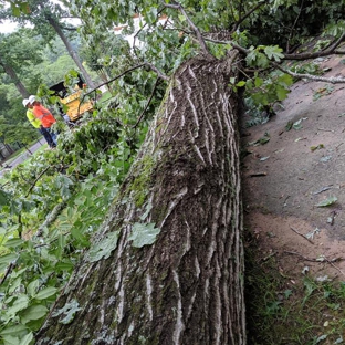 Erwin's Tree Service & Lawn Care - Marshville, NC