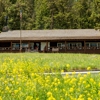 Roosevelt Lodge Cabins gallery