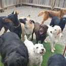 Bark & Play Daycare & Suites, L.L.C. - Pet Boarding & Kennels