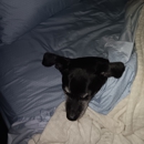 Happy Paws Mia - Pet Services