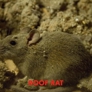 Photo #11