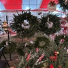 T & C Christmas Tree Farm gallery
