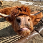 Audra's Copper Coo