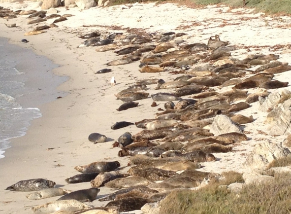 Hopkins Marine Station - Pacific Grove, CA