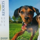 K9 Resorts Luxury Pet Hotel Fairfield