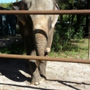 All About Elephants - Zoos