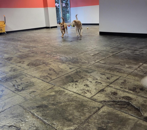 VCA Continental Boarding & Doggie Daycare - Charlotte, NC