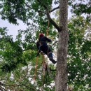 Bob's Tree Services - Tree Service