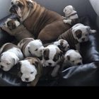 Old Red English Bulldogs Kennel Inc