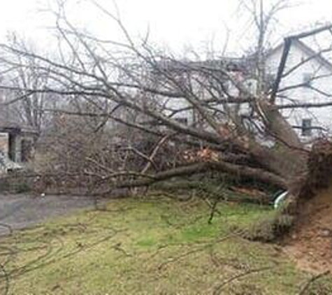 American Tree Care - Niles, MI