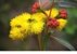 Hunter Region Botanic Gardens - Parks, Gardens & Reserves