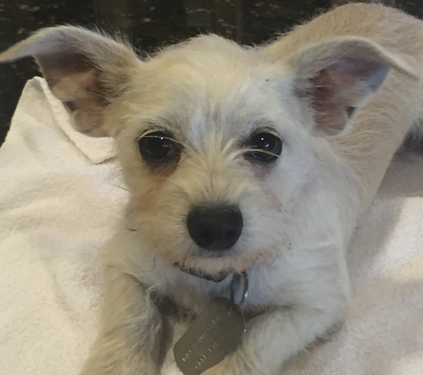 Pantops Veterinary Hospital - Charlottesville, VA. One of Dr. Stewart's favorites. Maisie.