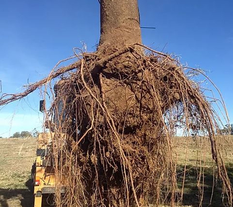 Cut Above Tree Care (Aust) Pty Ltd