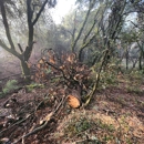 All Aspect Tree Service - Tree Service