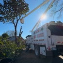 Tates Tree Service - Tree Service