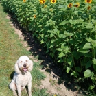 Little River Orchard