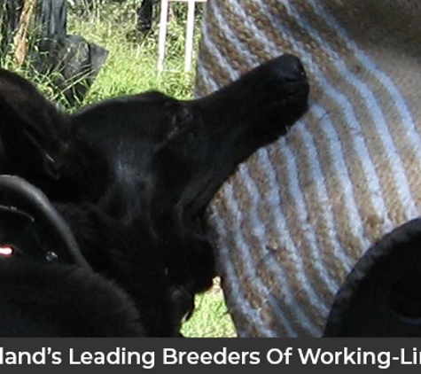 VomSirius Working Dogs - Mount Tarampa, QLD. Queensland’s Leading Breeders Of Working-Line Dogs