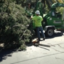 Redding Tree Service Inc.