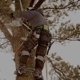 Houston Arbor Care Tree Service