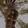 Houston Arbor Care Tree Service