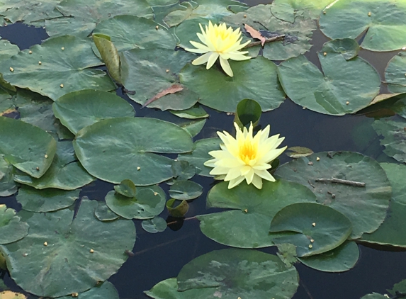 California Aquatics - Santee, CA. Pond Elegance
Water Lily