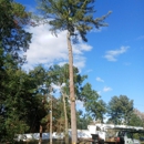 Aspen Tree Service LLC - Tree Service