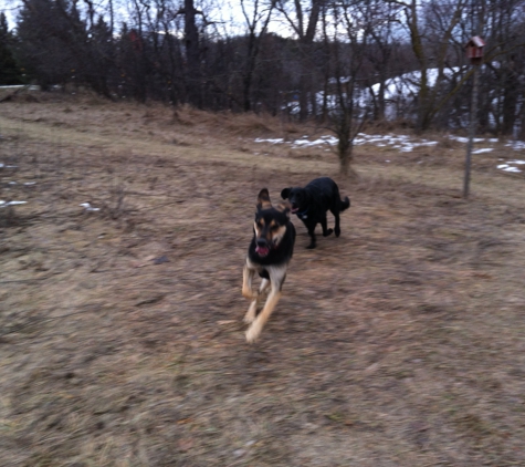 Ally's Canine Training - Hartford, WI