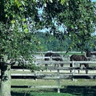 Dovington Equestrian Center