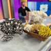 Bear Valley Mushrooms gallery