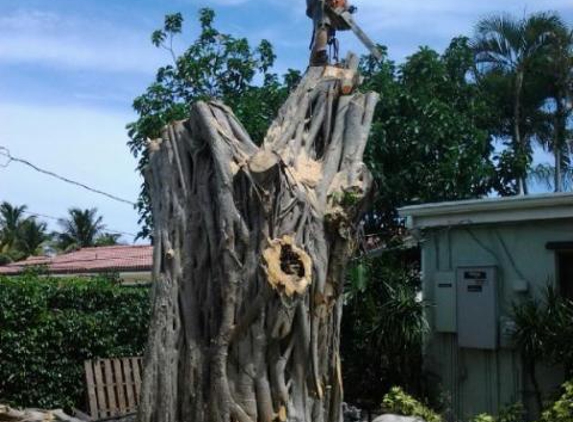 A-1 Tree Specialists - Lantana, FL