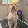 Coats & Tails Grooming and Boarding gallery