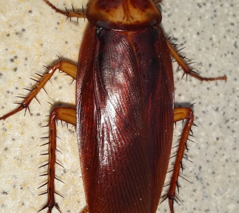 Allen Davis Moving Systems Local & Long Distance - San Diego, CA. This lil fella crawled of Davis filthy van.