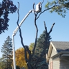 Rg Tree Service gallery