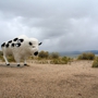 Antelope Island State Park