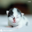 Alley Cat Allies - Animal Shelters