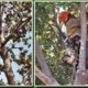 Tom Day Tree Service