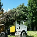 Gold Creek Tree Farms, Ltd. - Tree Service