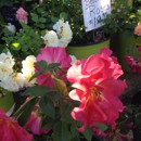 Sandy Hill Fruit Farm & Garden Center - Nurseries-Plants & Trees