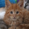 Wildirises Maine Coons gallery