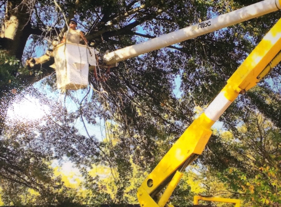 Tennessee Valley Tree Service. Tree removal