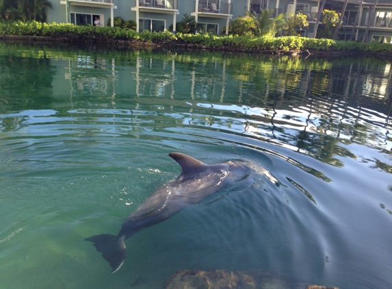 Dolphin Quest Oahu - Honolulu, HI