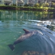 Dolphin Quest Oahu