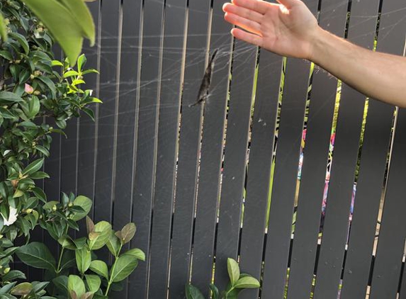 Knock-Down Pest Control - Lakemba, NSW. Backyard full of spiders a month after spraying