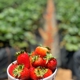 Carlsbad Strawberry Company