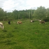 Lowery Family Farms gallery