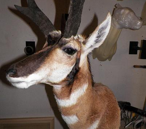 Jim's Whitetail Taxidermy - Greenville, MI