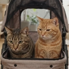 Pet Care While U R Away