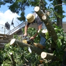 All Steps Covered Tree Service - Tree Service