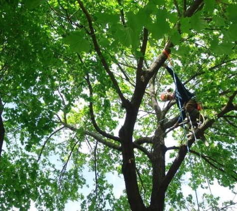 Arbor Care Tree Service & Affordable Tree Specialist - Ruckersville, VA